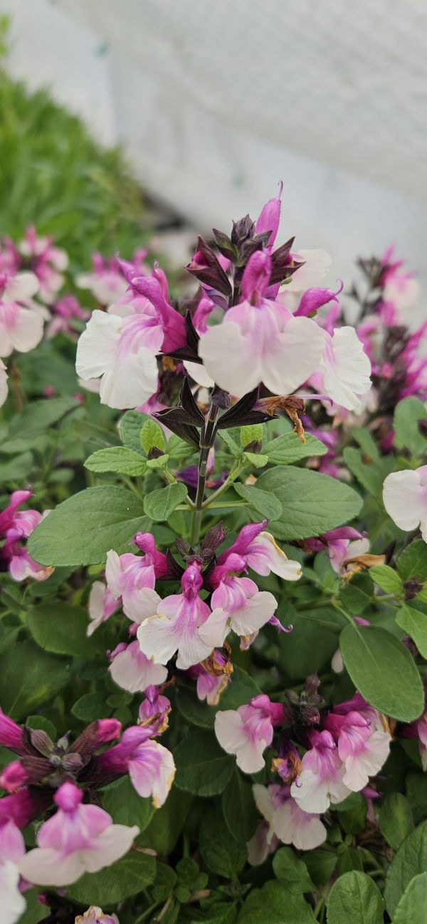 Salvia 'Strawberry Melba' Salvia 'Strawberry Melba'