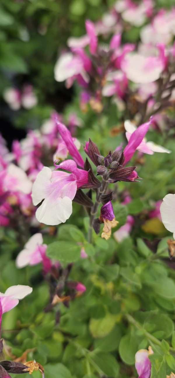 Salvia 'Strawberry Melba'2 Salvia 'Strawberry Melba'