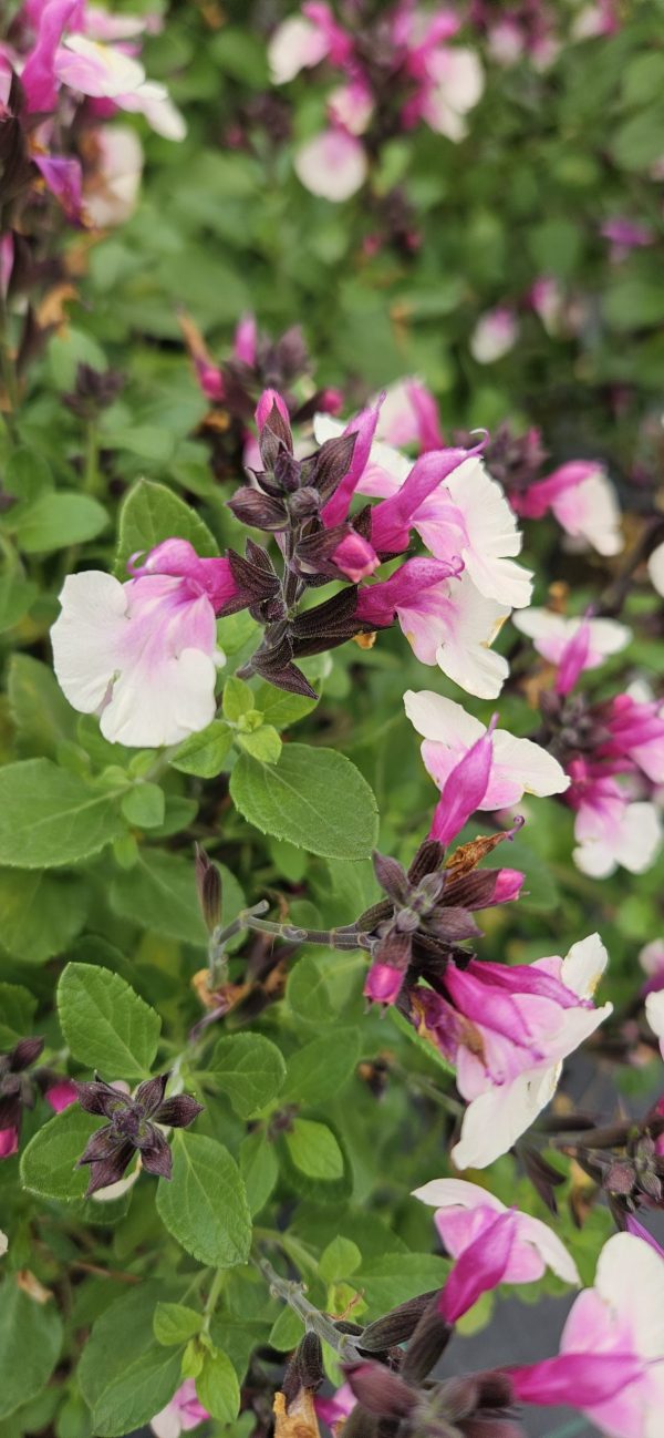 Salvia 'Strawberry Melba'3 Salvia 'Strawberry Melba'