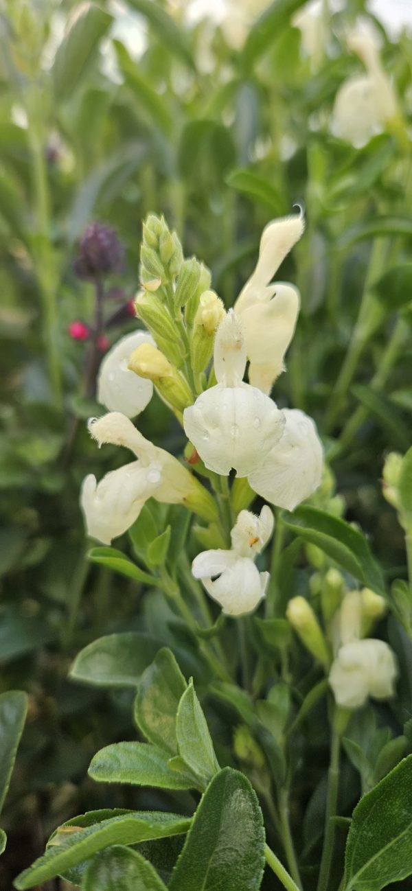 Salvia 'Vanilla Cream'
