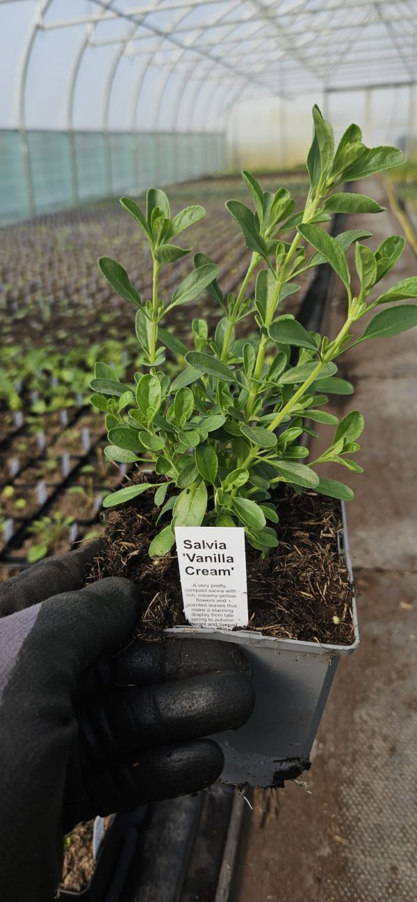 Salvia 'Vanilla Cream'