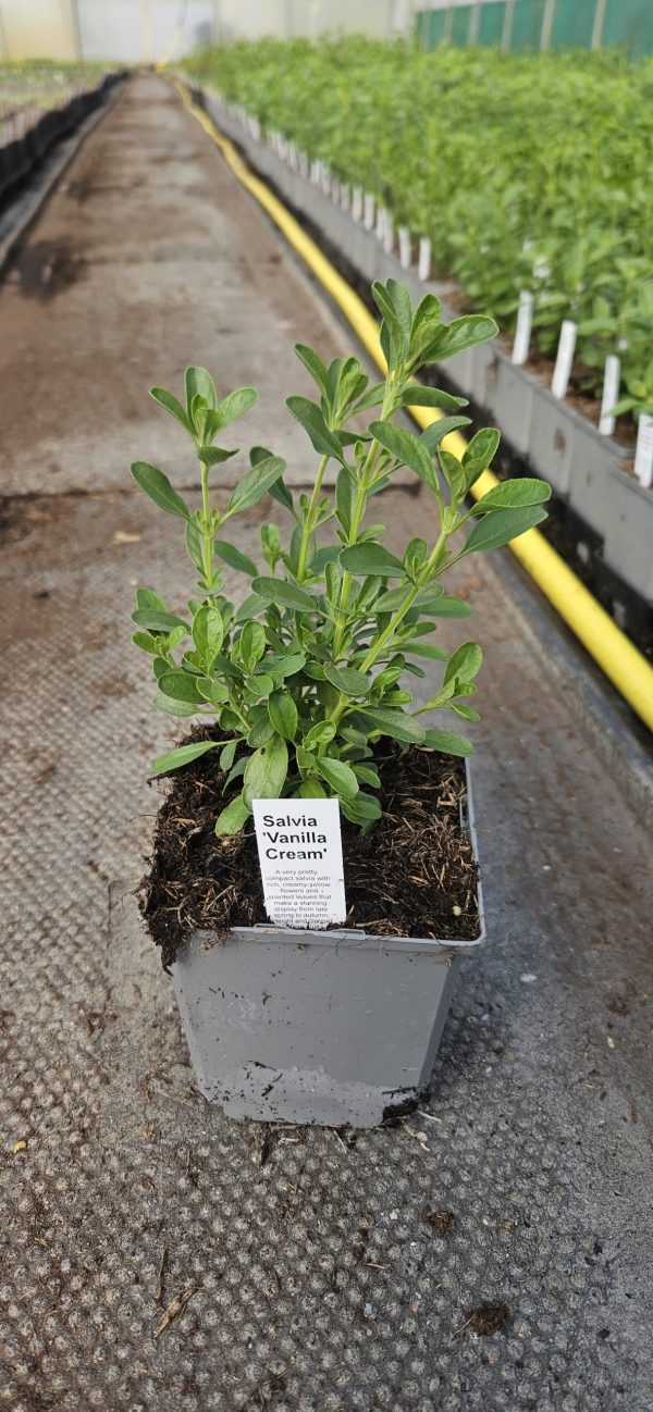 Salvia 'Vanilla Cream'