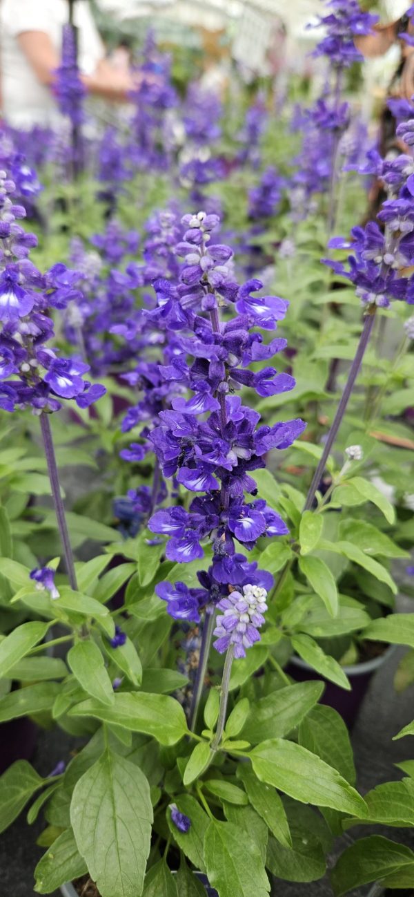 Salvia farinacea 'Midnight Candle'