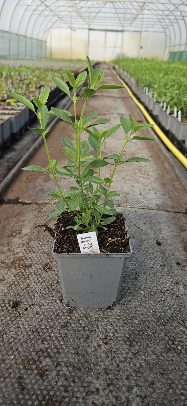 Salvia greggii 'Icing Sugar'