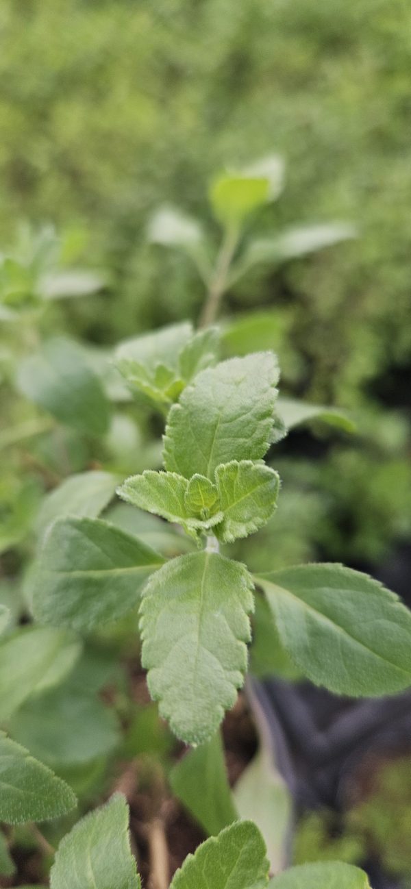 Salvia greggii 'Salmon Dance'