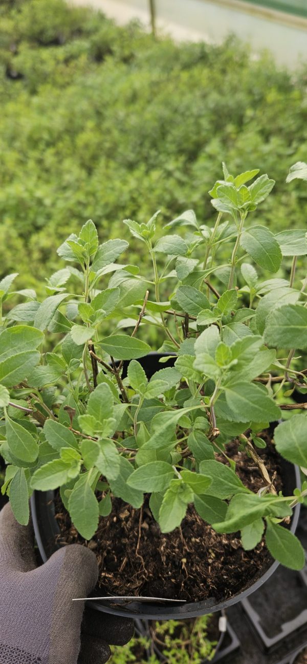 Salvia greggii 'Salmon Dance'