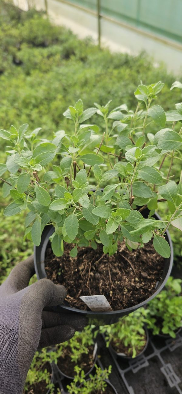 Salvia greggii 'Salmon Dance'