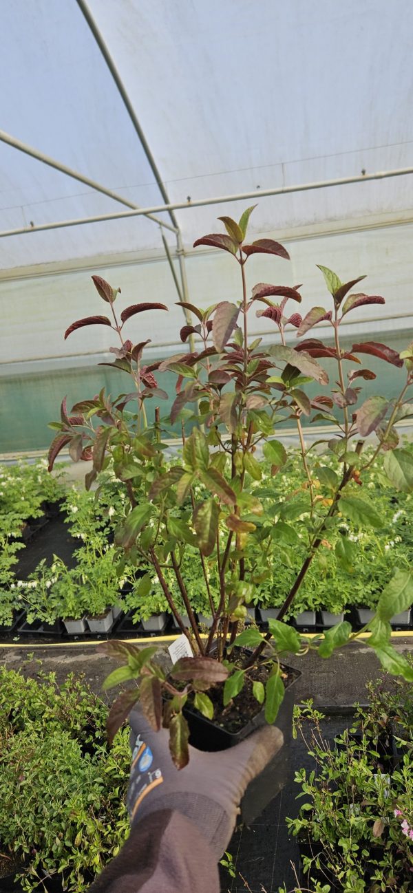 Salvia involucrata 'Mulberry Jam'