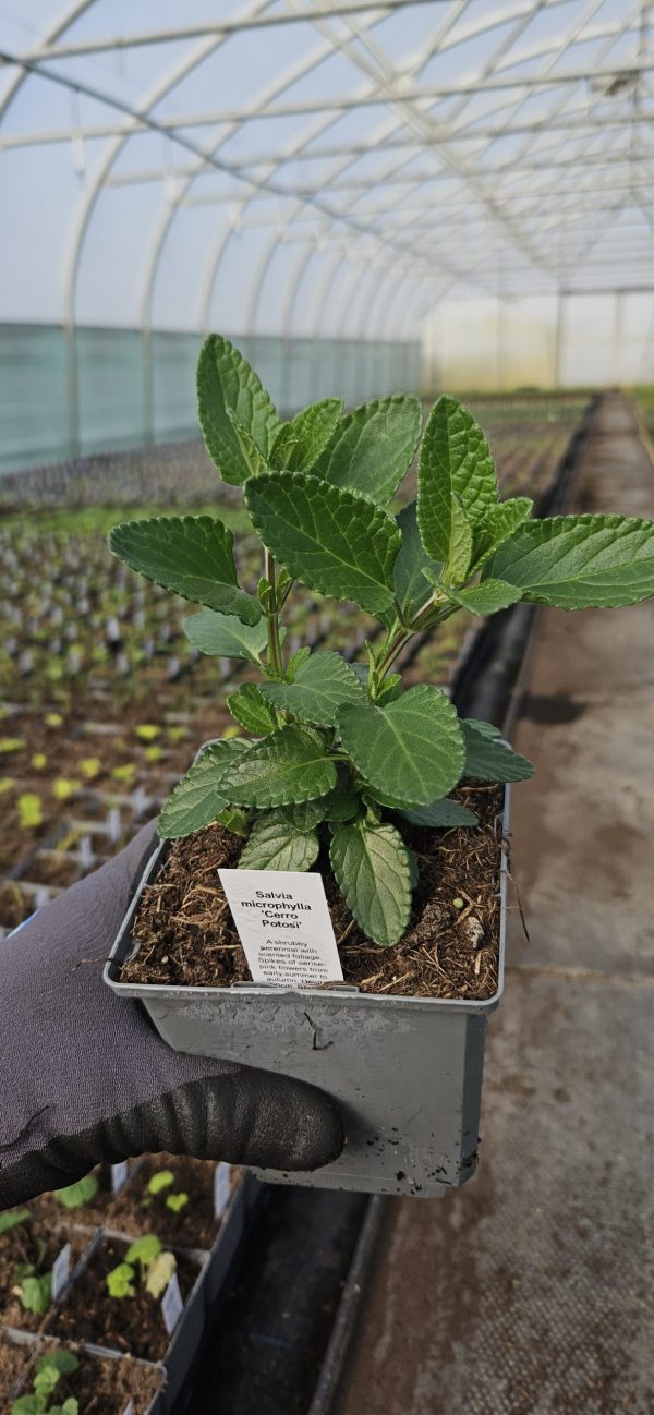 Salvia microphylla 'Cerro Potosi'