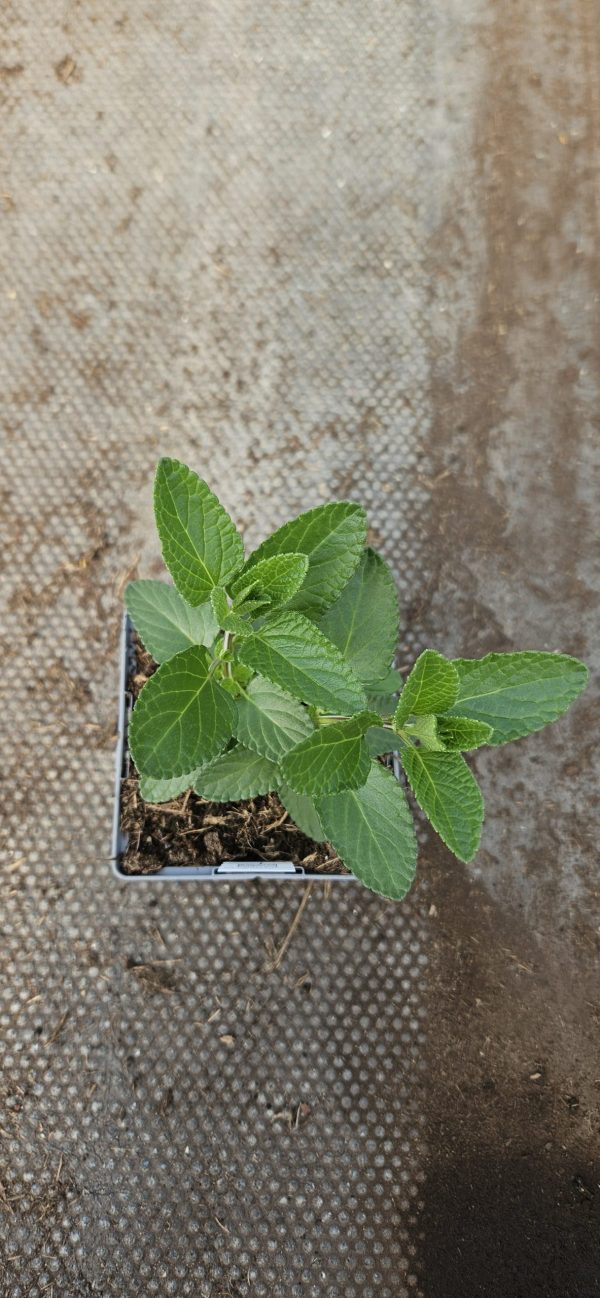 Salvia microphylla 'Cerro Potosi'