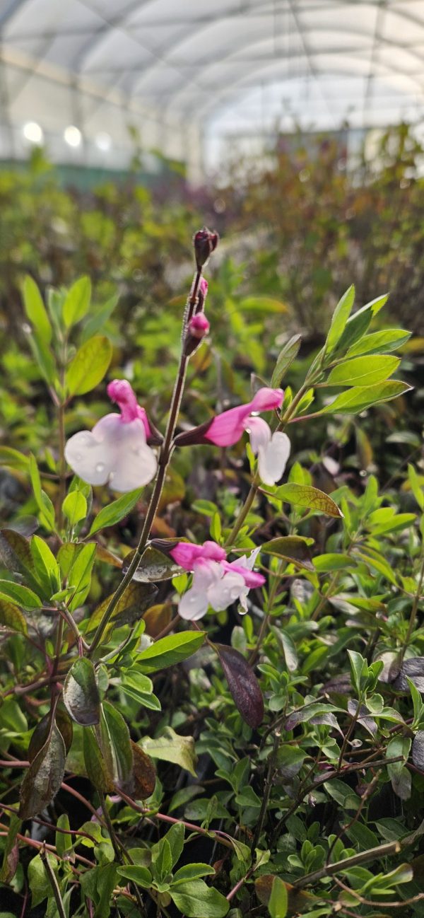 Salvia microphylla 'Joy' 2 Salvia microphylla 'Joy'