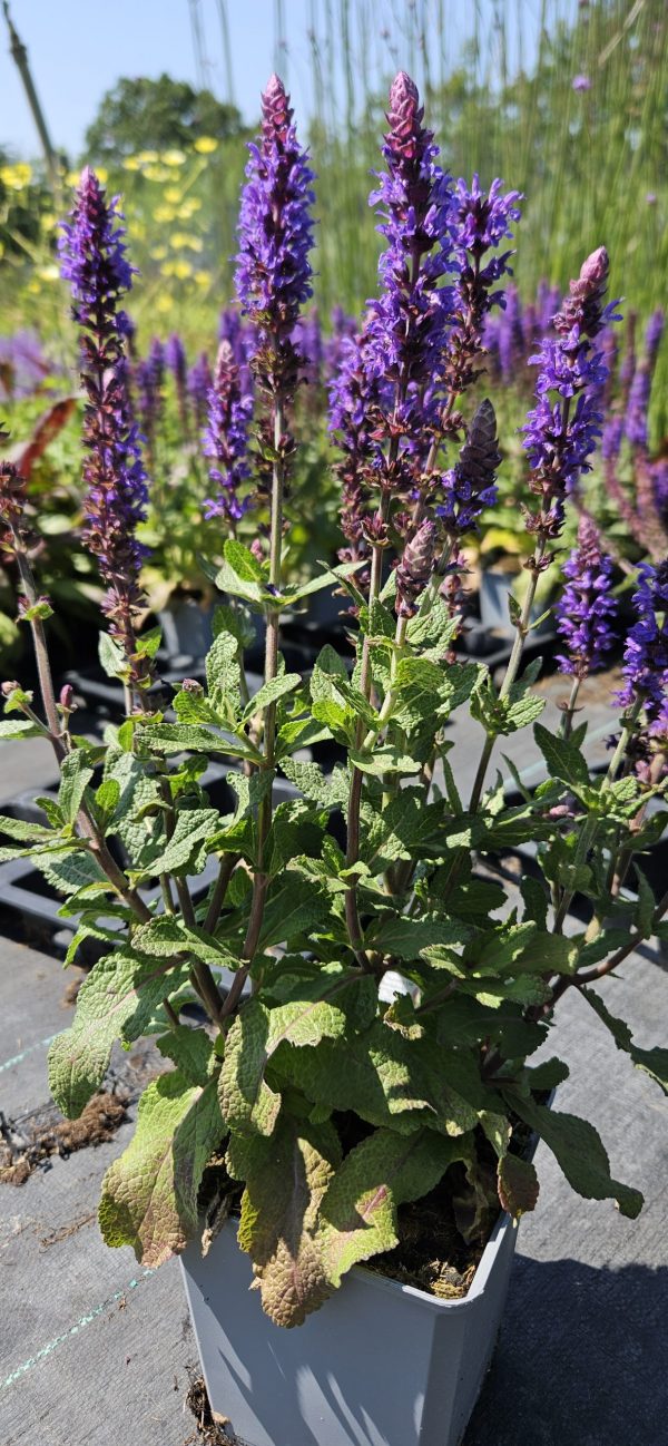 Salvia nemorosa 'Bumble Blue' Salvia nemorosa 'Bumble Blue'