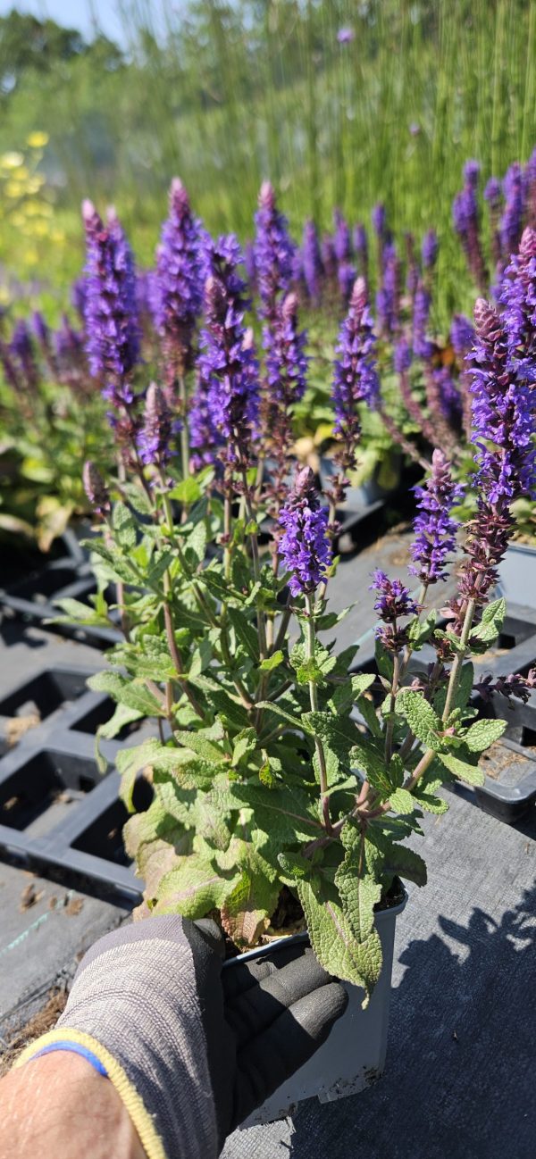Salvia nemorosa 'Bumble Blue'2 Salvia nemorosa 'Bumble Blue'