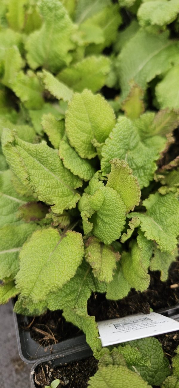 Salvia nemorosa 'Rose Marvel'