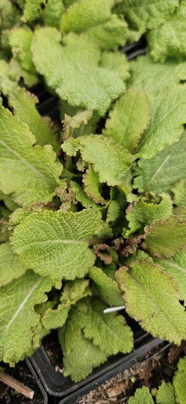 Salvia nemorosa 'Rose Marvel'