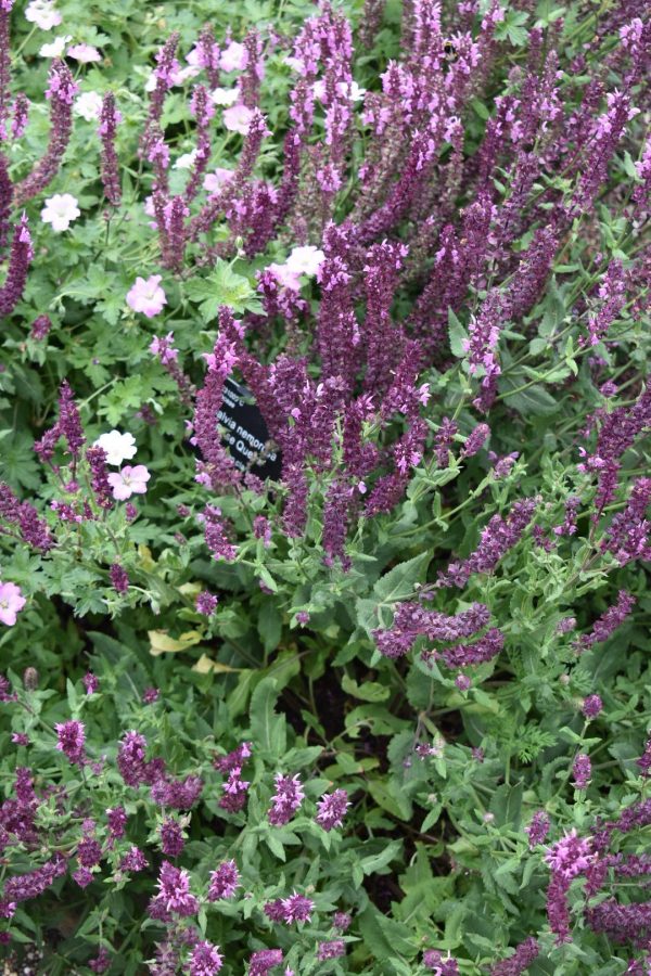Salvia nemorosa 'Rose Queen' Salvia nemorosa 'Rose Queen'