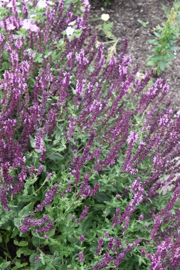Salvia nemorosa 'Rose Queen'2 Salvia nemorosa 'Rose Queen'