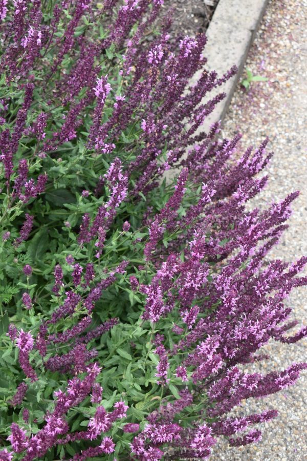 Salvia nemorosa 'Rose Queen'3 Salvia nemorosa 'Rose Queen'