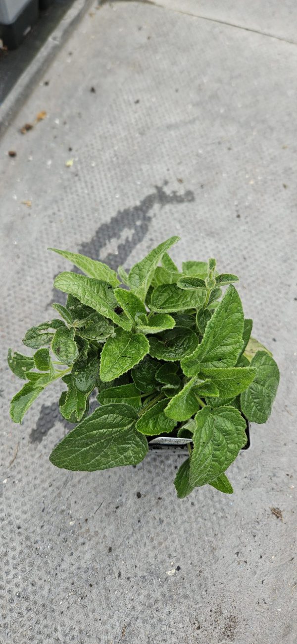 Salvia patents 'Beyond Blue' Salvia patents 'Beyond Blue'