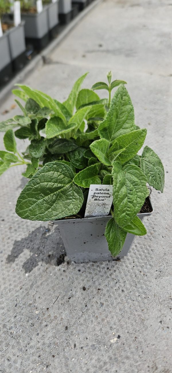 Salvia patents 'Beyond Blue'2 Salvia patents 'Beyond Blue'