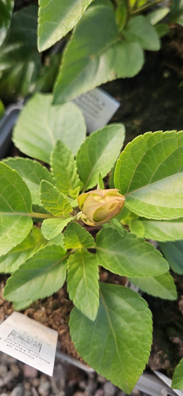 Salvia x hybrida 'Selma Salmon'