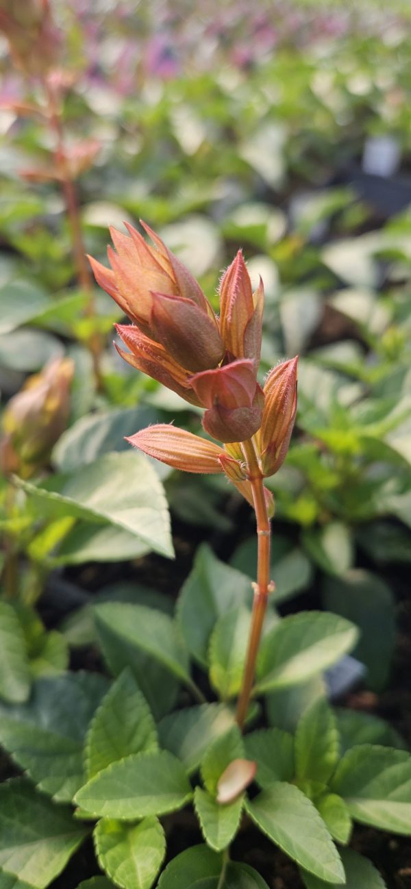 Salvia x hybrida 'Selma Salmon'