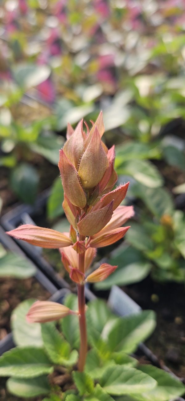 Salvia x hybrida 'Selma Salmon'