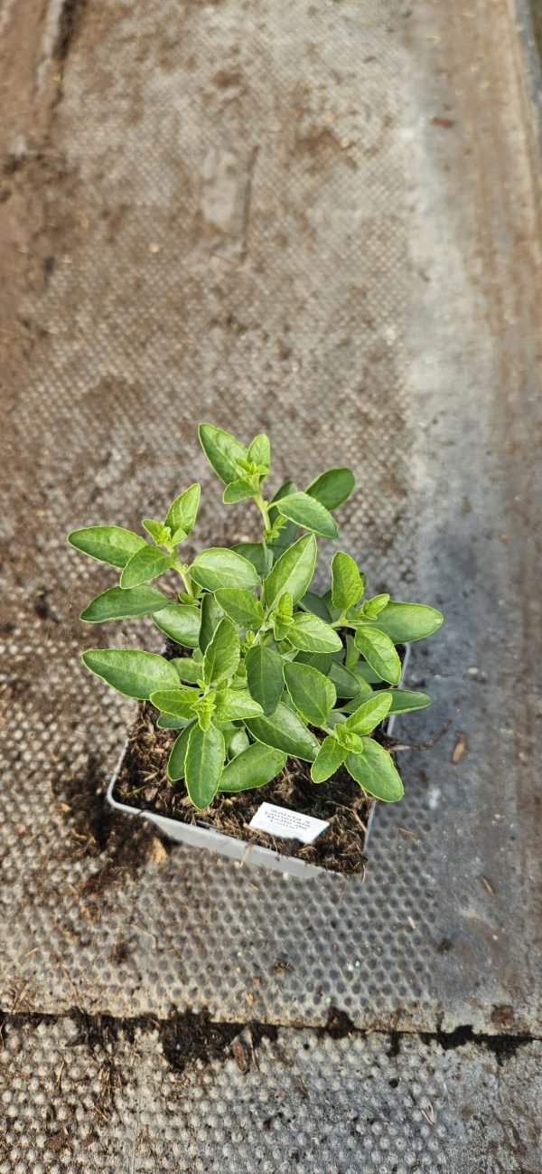Salvia x jamensis 'Belle de Loire'