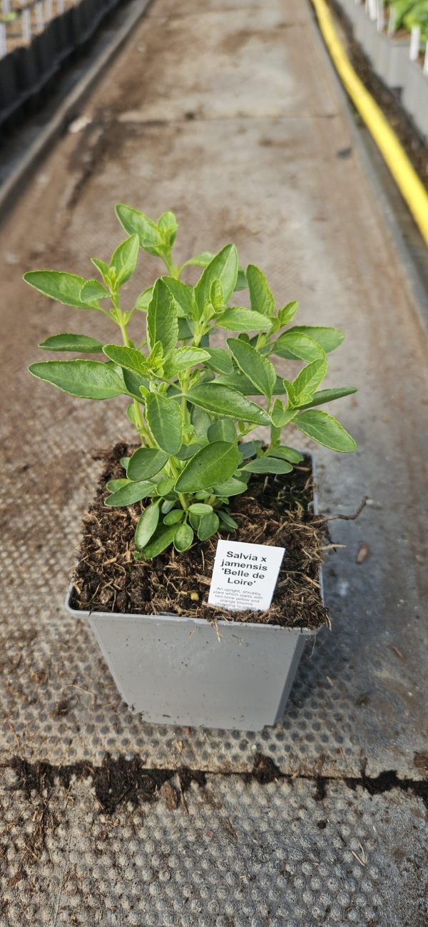 Salvia x jamensis 'Belle de Loire'