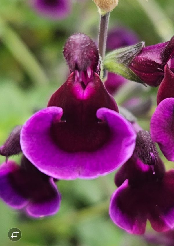 Salvia x jamensis 'Blackberry Ripple'