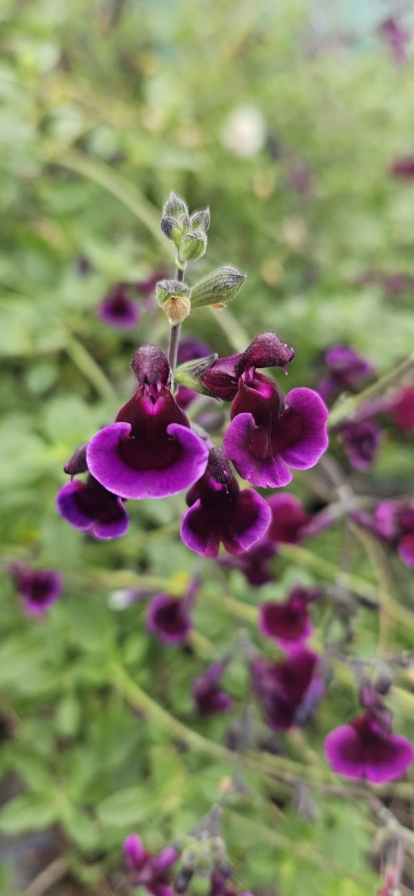 Salvia x jamensis 'Blackberry Ripple'