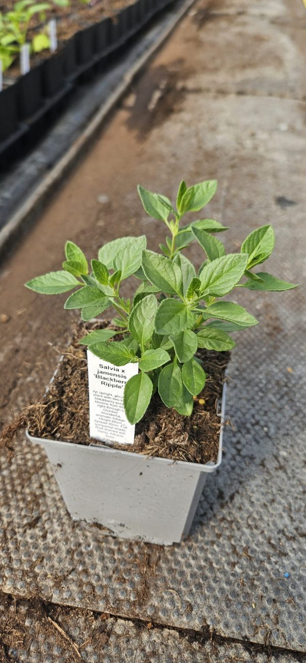 Salvia x jamensis 'Blackberry Ripple'