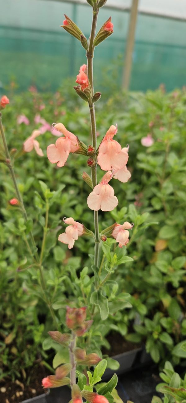 Salvia x jamensis 'California Sunset' Salvia x jamensis 'California Sunset'