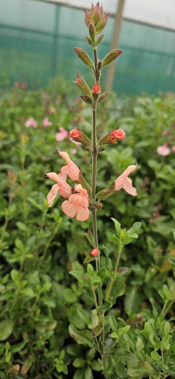 Salvia x jamensis 'California Sunset'2 Salvia x jamensis 'California Sunset'