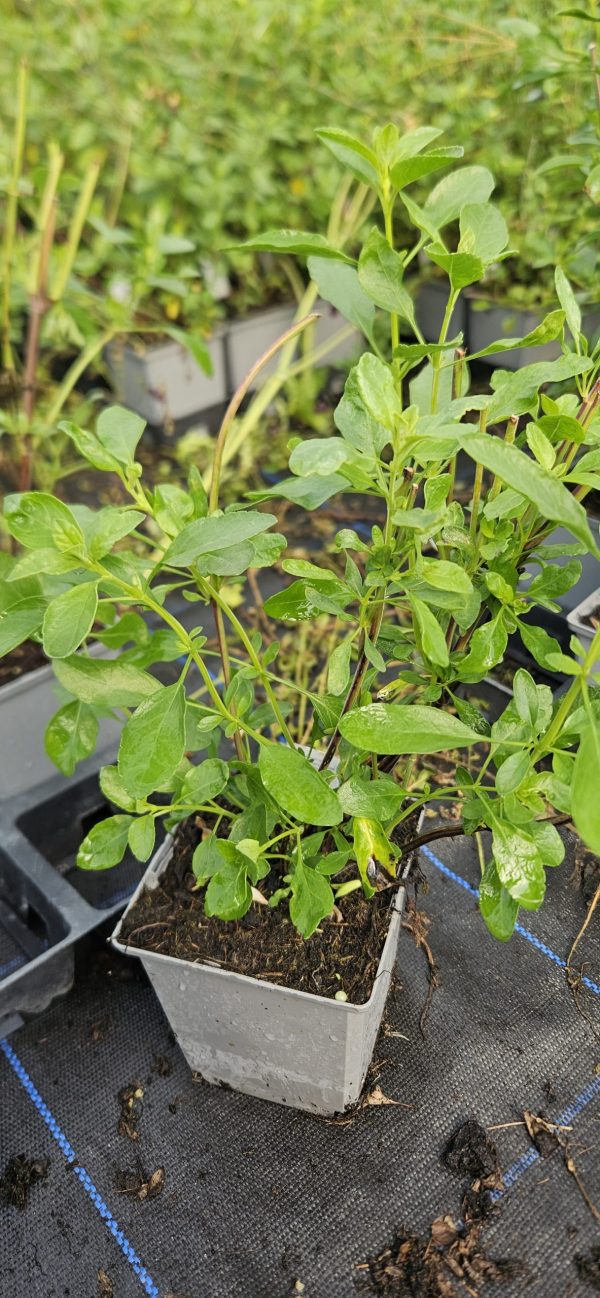 Salvia x jamensis 'Flammenn' Salvia x jamensis 'Flammenn'