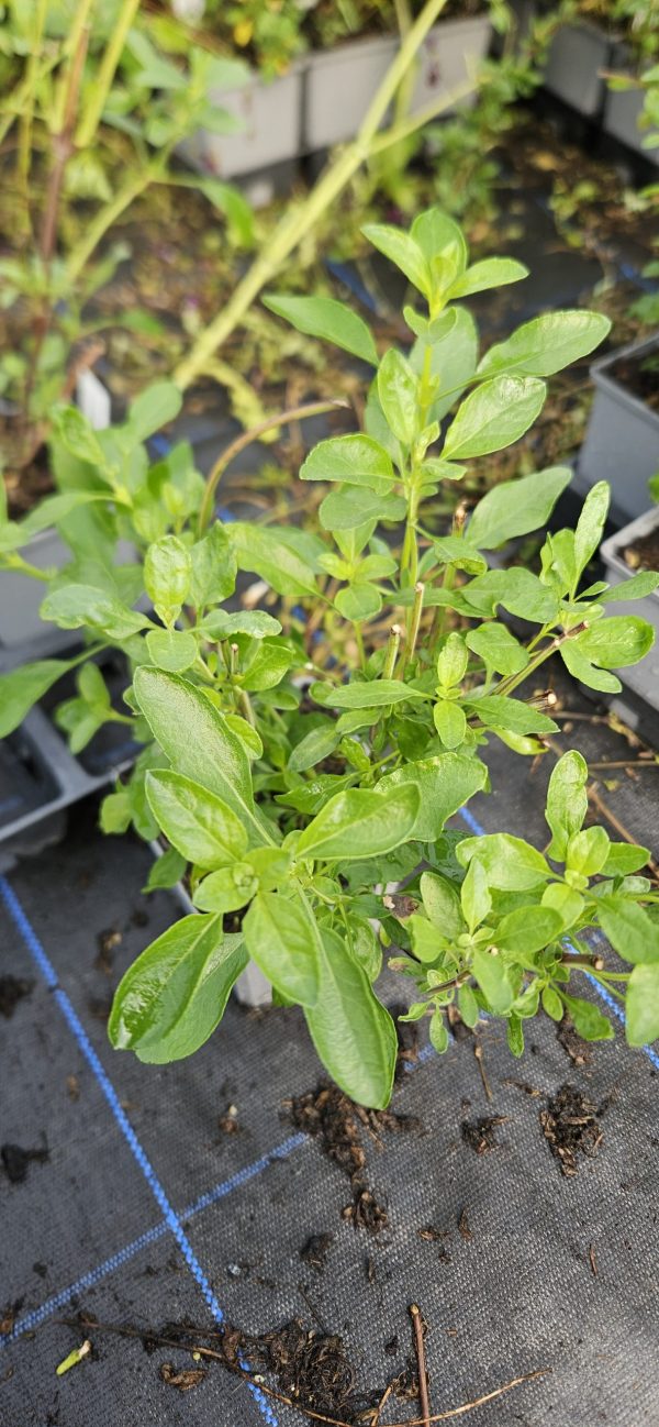 Salvia x jamensis 'Flammenn' 2 Salvia x jamensis 'Flammenn'