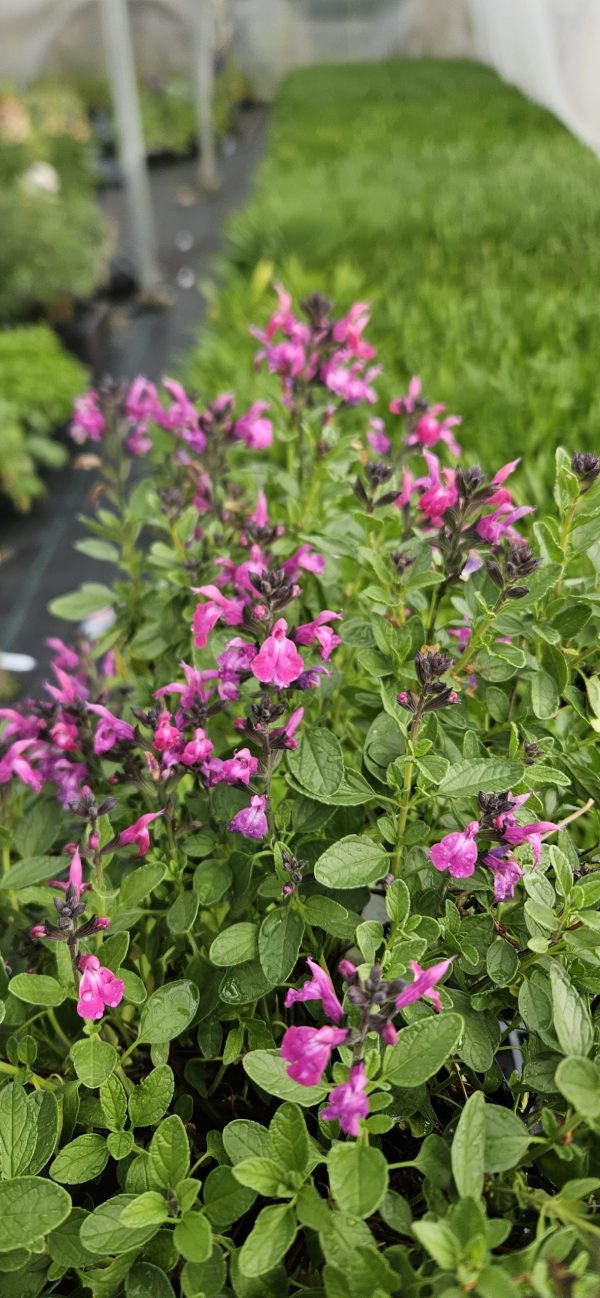 Salvia x jamensis 'Javier'