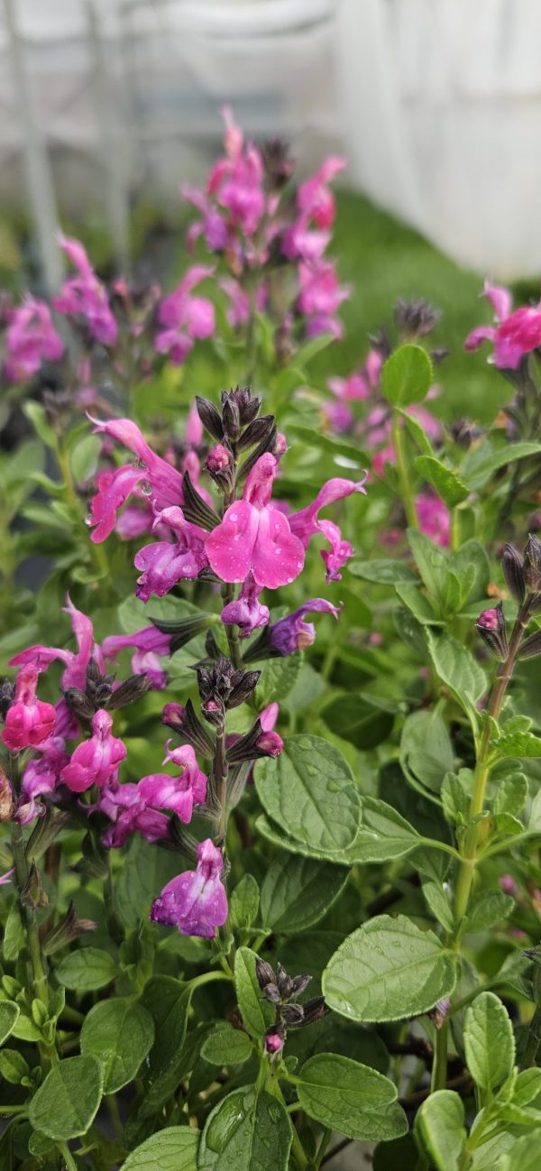 Salvia x jamensis 'Javier'