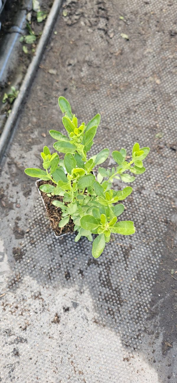 Salvia x jamensis 'Lemon Light'