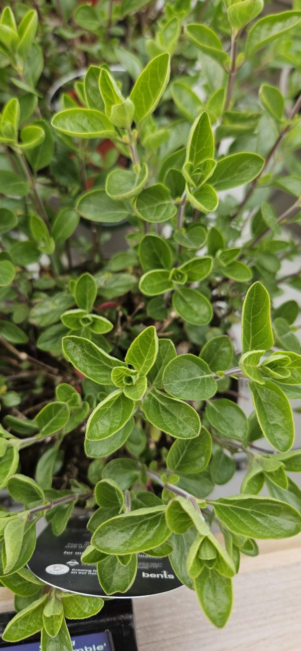 Salvia x jamensis 'Royal Bumble'