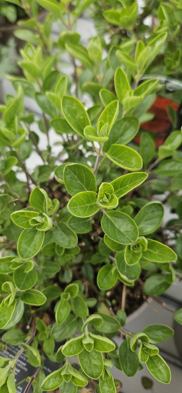 Salvia x jamensis 'Royal Bumble'