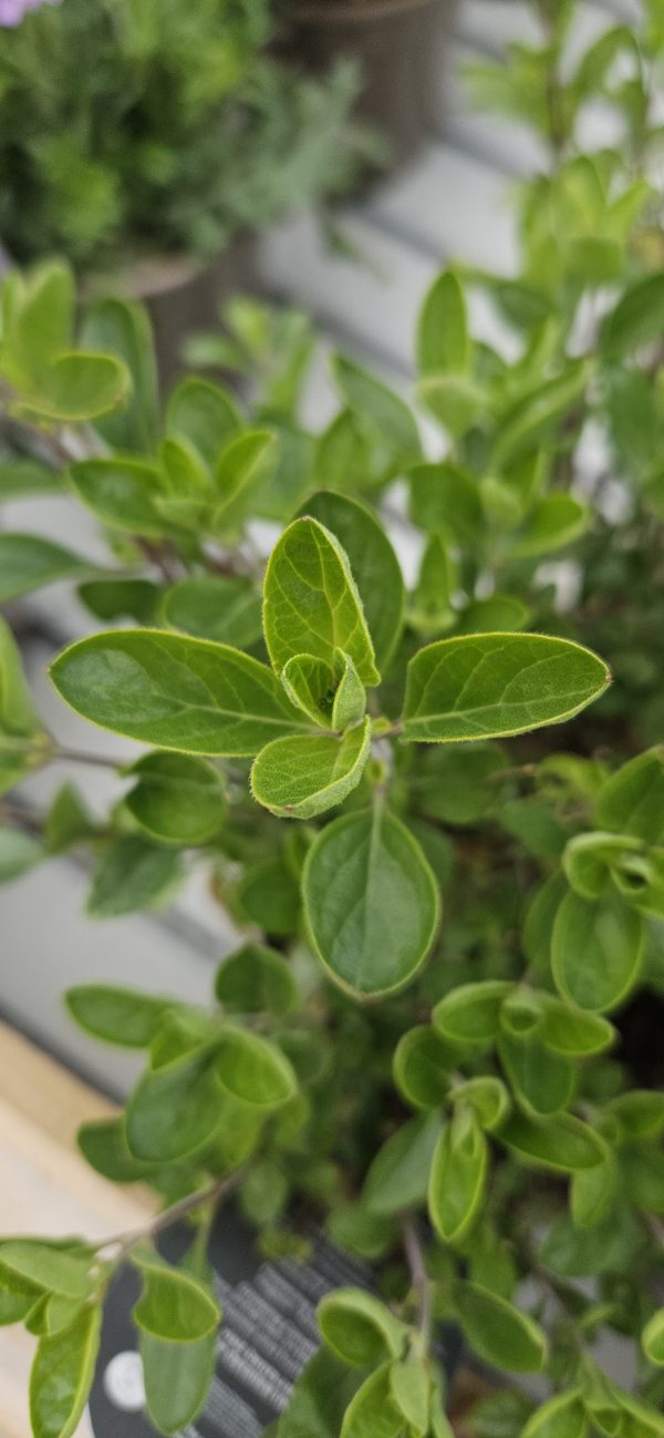 Salvia x jamensis 'Royal Bumble'