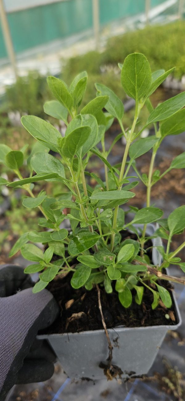 Salvia x jamensis 'Senorita Leah'
