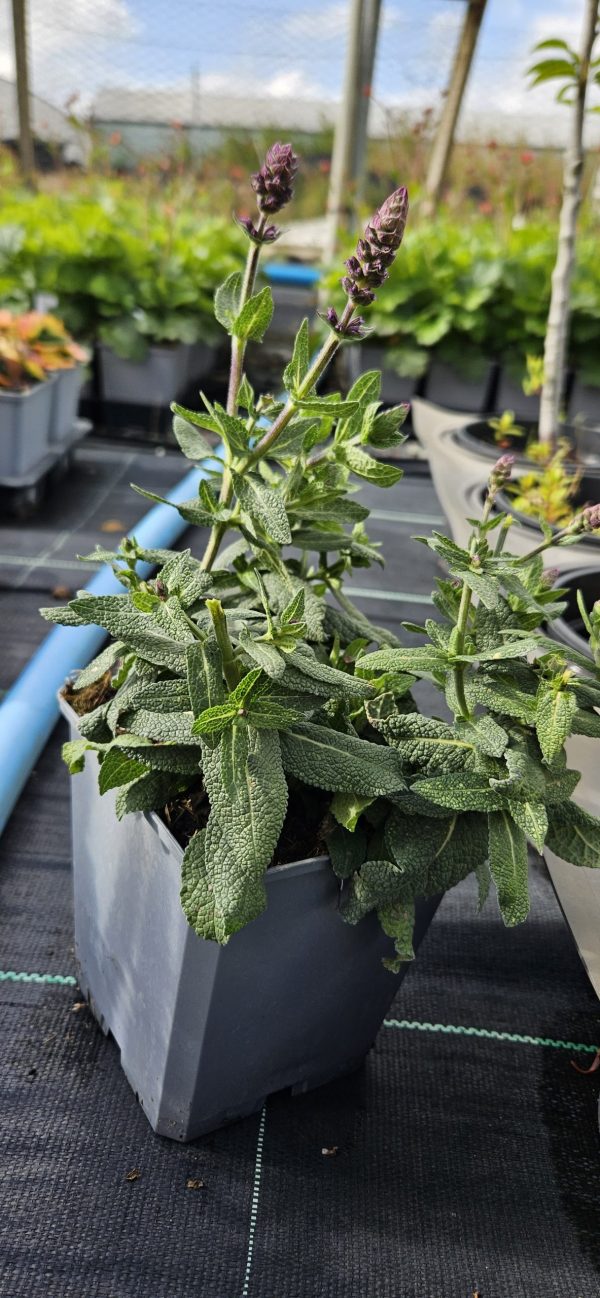 Salvia x superba 'Sensation Blue' Salvia x superba 'Sensation Blue'