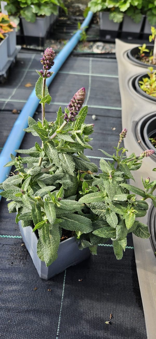 Salvia x superba 'Sensation Blue'2 Salvia x superba 'Sensation Blue'