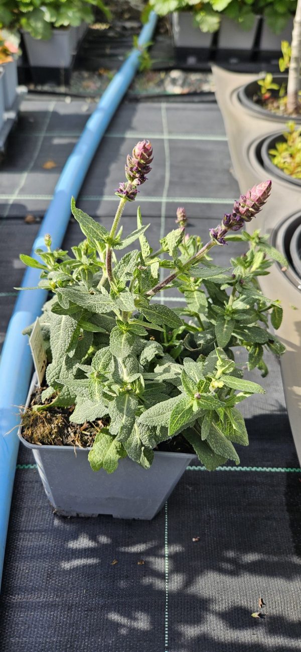 Salvia x superba 'Sensation Blue'3 Salvia x superba 'Sensation Blue'