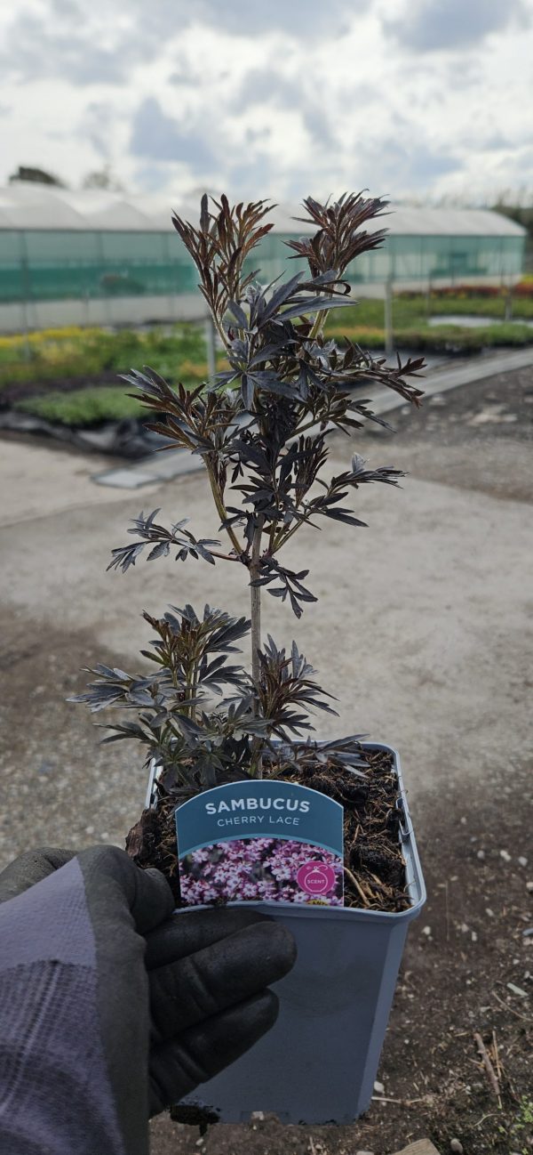 Sambucus nigra f.porphyrophylla 'Cherry Lace'