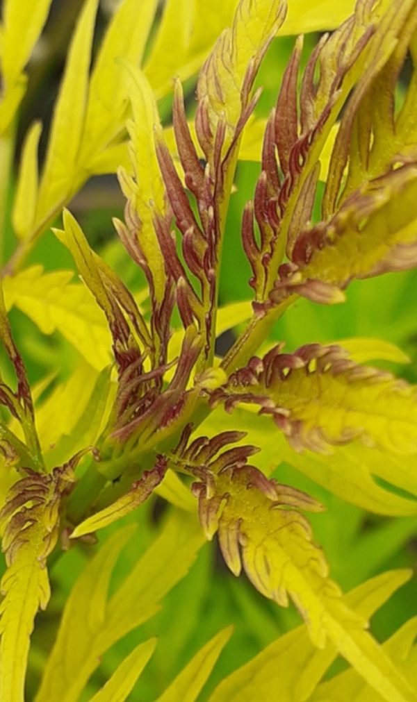 Sambucus racemosa 'Sutherland Gold'