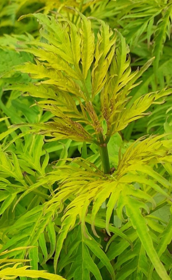 Sambucus racemosa 'Sutherland Gold'