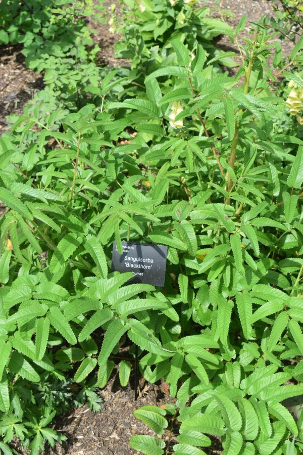 Sanguisorba 'Blackthorn'